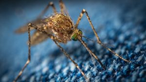 Harris County confirma el primer mosquito portador del Virus del Nilo Occidental en 2024. Comienzan las fumigaciones para reducir el riesgo de transmisión.