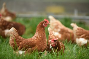 La gripe aviar puede afectar tanto a aves como a humanos; es esencial seguir las recomendaciones de salud pública para evitar su propagación.
