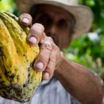 Crece la producción de cacao en Colombia y en el mundo