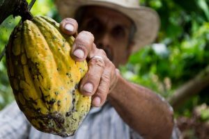 La producción de cacao en Colombia ha experimentado un crecimiento significativo, contribuyendo al desarrollo económico y sostenible del sector.