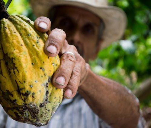 La producción de cacao en Colombia ha experimentado un crecimiento significativo, contribuyendo al desarrollo económico y sostenible del sector.